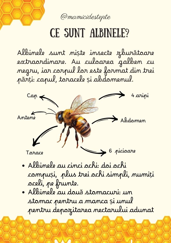 Fișe despre albine